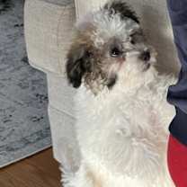 Thumbnail photo of Honey #3