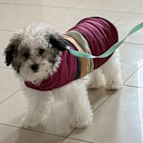 Thumbnail photo of Honey #2