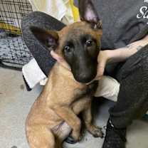 Thumbnail photo of Noel #3