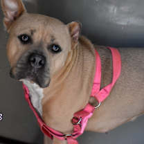 Thumbnail photo of Stella #2