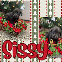 Thumbnail photo of Sissy #1