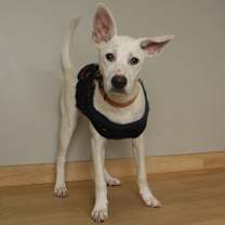 Thumbnail photo of Astro D67498 #1