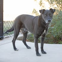 Thumbnail photo of Malibu #3