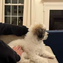 Thumbnail photo of Honey #4