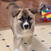 Thumbnail photo of Rocko #1