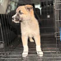 Thumbnail photo of Rocko #3