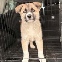 Thumbnail photo of Rocko #4