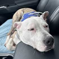 Thumbnail photo of Mingo #3