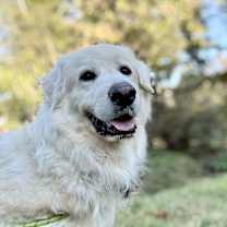 Thumbnail photo of Sir Kingsley #3