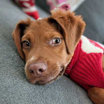 Thumbnail photo of Woulfie #2