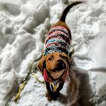 Thumbnail photo of Woulfie #3