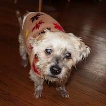 Thumbnail photo of Alastor #4