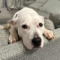 Thumbnail photo of Mingo #4