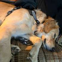 Thumbnail photo of Buddy #3