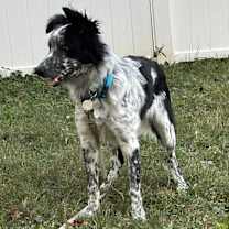 Thumbnail photo of Noodles #3