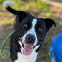 Thumbnail photo of Niko #2