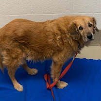 Thumbnail photo of Bo #3