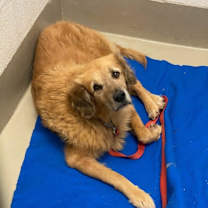 Thumbnail photo of Bo #4