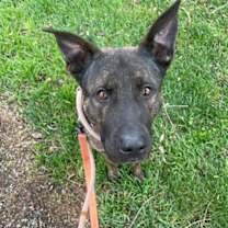 Thumbnail photo of FLINT #4