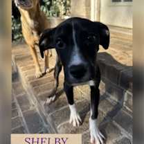 Thumbnail photo of SHELBY #4