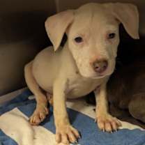 Thumbnail photo of Beedle-ADOPTED #1