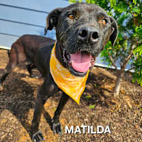 Thumbnail photo of Matilda #3