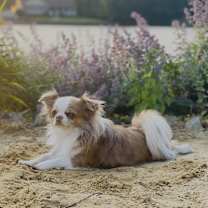 Thumbnail photo of Louie #1