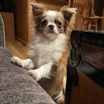 Thumbnail photo of Louie #2