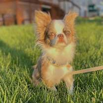 Thumbnail photo of Louie #3