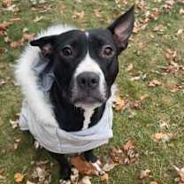 Thumbnail photo of Gigi #1