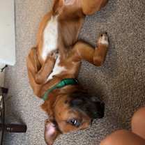 Thumbnail photo of Copper #3