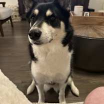 Thumbnail photo of Chicago & Luna #2