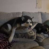 Thumbnail photo of Chicago & Luna #3