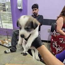 Thumbnail photo of Dallas #2