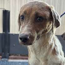 Thumbnail photo of Go-go* #1