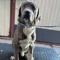 Thumbnail photo of Baymax* #2