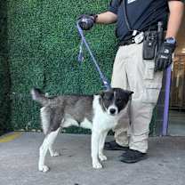 Thumbnail photo of Tundra* #1