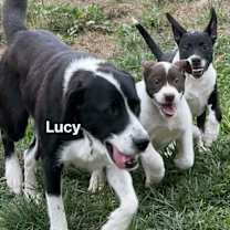 Thumbnail photo of Lucys puppies #1