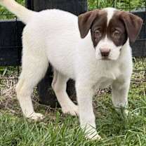 Thumbnail photo of Lucys puppies #2