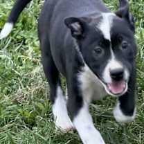 Thumbnail photo of Lucys puppies #3