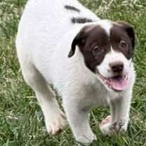 Thumbnail photo of Lucys puppies #4