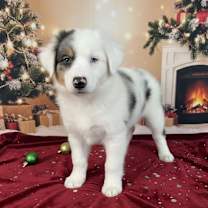 Thumbnail photo of Jolly #1