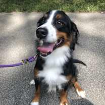 Thumbnail photo of Maple #1