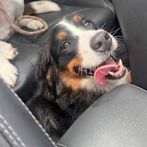 Thumbnail photo of Maple #3