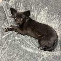 Thumbnail photo of Moonlight #3