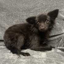 Thumbnail photo of Moonlight #4