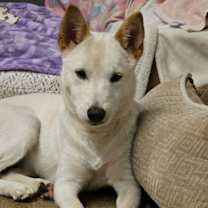 Thumbnail photo of PINK #4