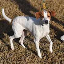 Thumbnail photo of Cindy Lou #1