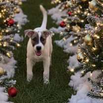 Thumbnail photo of Banshee #2