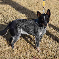 Thumbnail photo of Riley #2